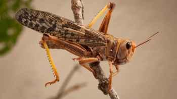 Rare" Swarms of Locusts Appear in Morocco – Video"