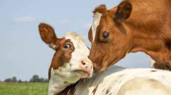 Escaped cows cause chaos on a New York highway – video