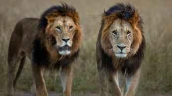 Terrifying Video Captures Two Lions Attacking a Young Girl in China