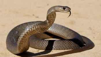 Video Shows Venomous Snake Relaxing on Motorcycle