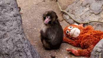Changes observed in famous monkey Punch’s behavior, zoo keepers say