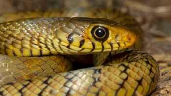 Panic as snake appears among passengers at Mumbai airport – Video