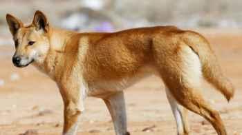 New Details on Teen’s Death After Dingo Attack