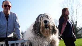 Thousands of Dogs Gather for the World’s Biggest Competition – Photos