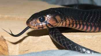 Man Returns from Work to Find Five Snakes Hiding in His Air Conditioner – Video