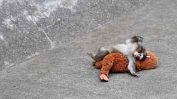 Zoo Responds to Concerns Over Monkey Punch