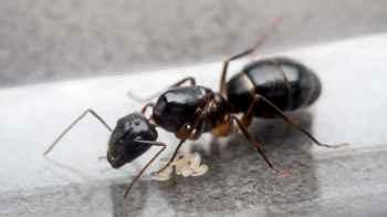 Traveler Caught Trying to Smuggle Over 2,000 Ants at Nairobi Airport