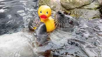 Seal Goes Viral Playing with Her Beloved Rubber Duck – Video