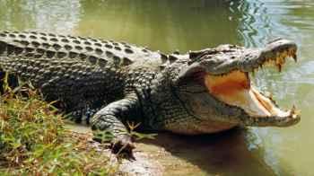 Remains of Man Attacked by Crocodile Found