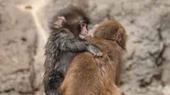 Video Shows Punch the Monkey Playing with His New Girlfriend