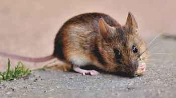 Father Attempts to Poison His Daughter with Rat Poison