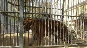 A breathtaking video documenting the moments of a tiger attacking a child at a zoo