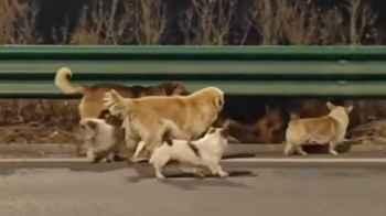 Video of Seven Lost Dogs Trying to Return Home Goes Viral, Garners Hundreds of Millions of Views