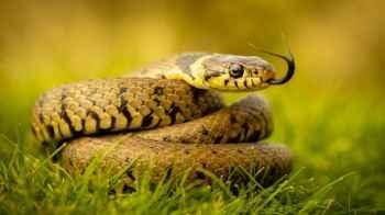 A hiking trip ends in tragedy after a venomous snake bite
