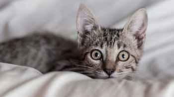 Viral Video Shows Delivery Driver Caught Snatching a Pet Cat