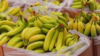 Supermarket Hands Out Thousands of Bananas After Ordering Blunder