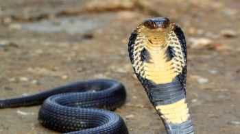 Terrifying Video Shows Snake Slithering Onto Couple's Bed