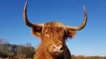 British Reserve Relocates Herd of Cows to Reduce Their Stress