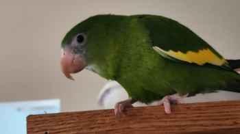 Parrot goes viral for diving in the Bahamas - video