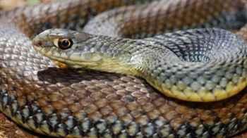 A driver is surprised to find a snake inside the trunk of his car – Photos