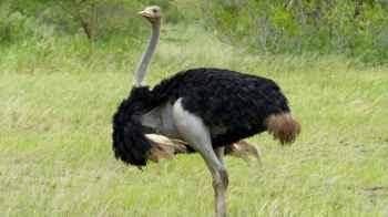 Video Shows Male Ostrich Running on a Thai Highway
