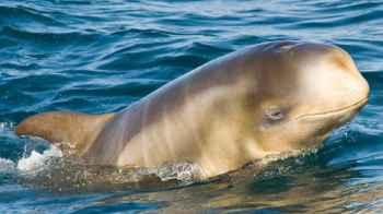 Rare Dolphin Spotted in Dahab for the First Time in Years – Video