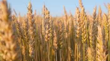 UK Develops “Super” Wheat Using Gene-Editing Technology