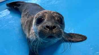 Seal Diverts Traffic in Australia After Falling Asleep in the Middle of a Road - Video