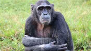 Study Reveals Chimpanzee Conflict Escalates into “Civil War” in Uganda