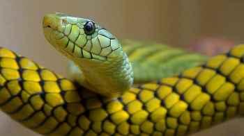 Chinese Woman Runs Farm of Over 60,000 Snakes, Builds a Fortune