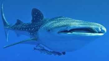 Viral video shows whale shark approaching woman during underwater photo shoot