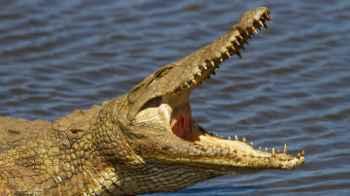 Terrifying moment as crocodile sneaks into Zimbabwe hotel, attempts to enter kitchen