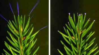 Scientists document trees glowing during thunderstorms for the first time — images