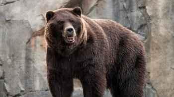 A bear ends the life of a woman in the mountains of Poland