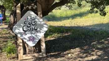 Sahm Al-Kafarat residents place “Helwa Ya Dunya” sign on one of the ancient oak trees