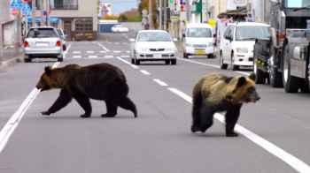 Japan on Alert as Bear Sightings Surge Sharply in Residential Areas