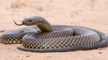 Death of a German tourist from a snake bite in Hurghada, Egypt