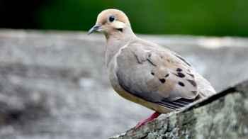 Study finds urban birds are more wary of women than men