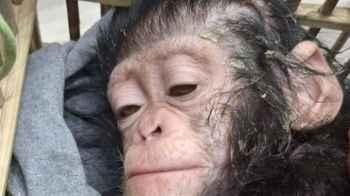 Egypt foils attempt to smuggle three baby chimpanzees and rare reptiles to India
