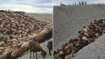 Over 800 livestock die after swarm of bees triggers panic in Turkey – Video