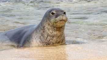 Video of man throwing stones at seal in Hawaii sparks outrage online
