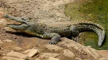Man carries a giant crocodile inside the Nile River waters in Sudan – Video