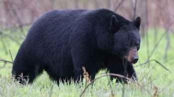 Viral video shows bear locking itself inside hotel bathroom in the United States