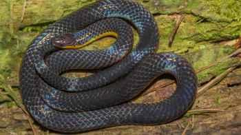 Scientists discover a new “two-headed” snake species in China