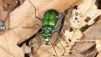 Colorful Beetle Nearly Kills American Mother During Family Trip