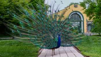 Video Shows Peacocks Swarming Italian Village, Angering Residents