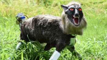 Japan Bear Attack Crisis Drives Unprecedented Demand for “Robot Wolves”