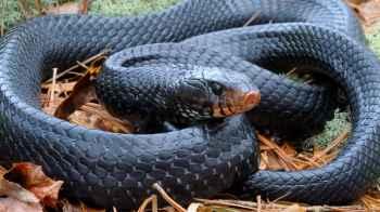 Astonishment after the appearance of a huge snake inside a school bag in Indonesia