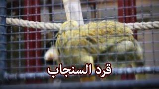 حيوانات - قرد السنجاب