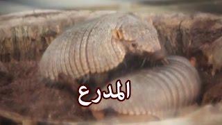 حيوانات - المدرع